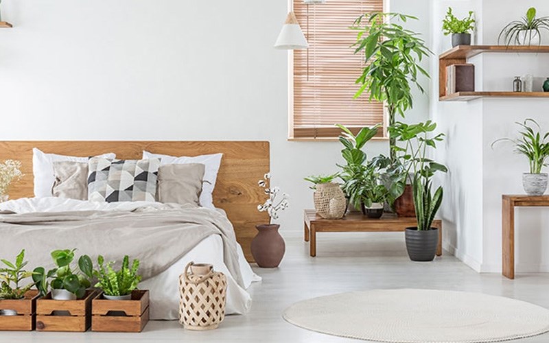 نحوه استفاده از گیاهان آپارتمانی در فنگ شویی اتاق خواب